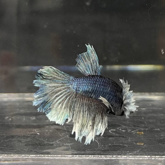 the-fish-farm Female Betta Female Betta - One Only - W Choose your own Female Betta at The Fish Farm Australia