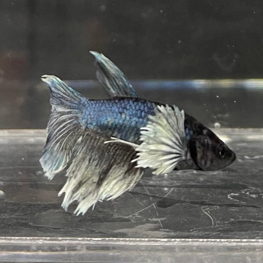 the-fish-farm Female Betta Female Betta - One Only - W Choose your own Female Betta at The Fish Farm Australia