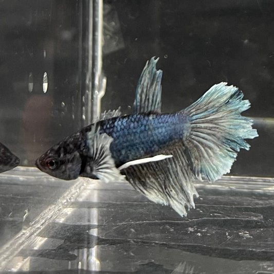 the-fish-farm Female Betta Female Betta - One Only - W Choose your own Female Betta at The Fish Farm Australia