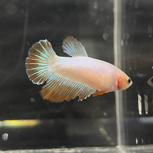 the-fish-farm Female Betta Female Betta - One Only - W Choose your own Female Betta at The Fish Farm Australia