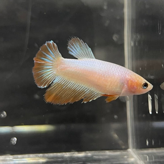 the-fish-farm Female Betta Female Betta - One Only - W Choose your own Female Betta at The Fish Farm Australia
