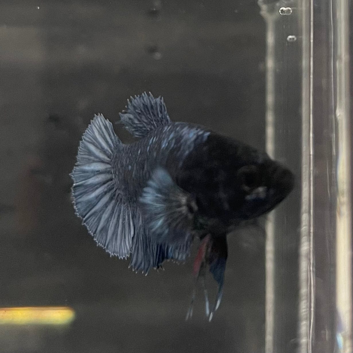 the-fish-farm Female Betta Female Betta - One Only - W Choose your own Female Betta at The Fish Farm Australia