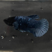 the-fish-farm Female Betta Female Betta - One Only - W Choose your own Female Betta at The Fish Farm Australia