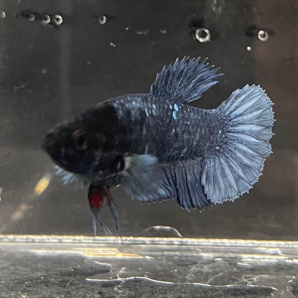 the-fish-farm Female Betta Female Betta - One Only - W Choose your own Female Betta at The Fish Farm Australia