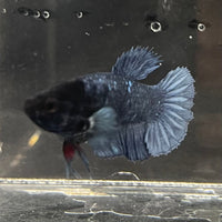 the-fish-farm Female Betta Female Betta - One Only - W Choose your own Female Betta at The Fish Farm Australia