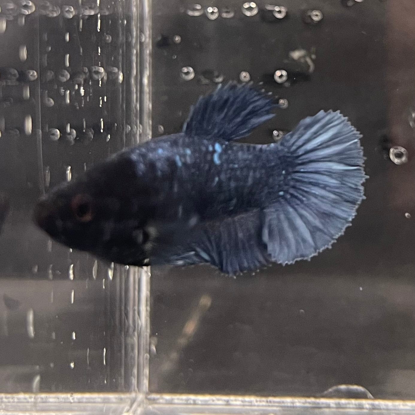 the-fish-farm Female Betta Female Betta - One Only - W Choose your own Female Betta at The Fish Farm Australia