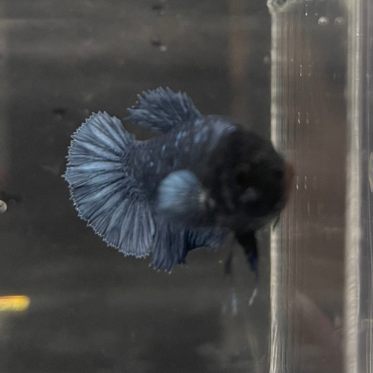 the-fish-farm Female Betta Female Betta - One Only - W Choose your own Female Betta at The Fish Farm Australia