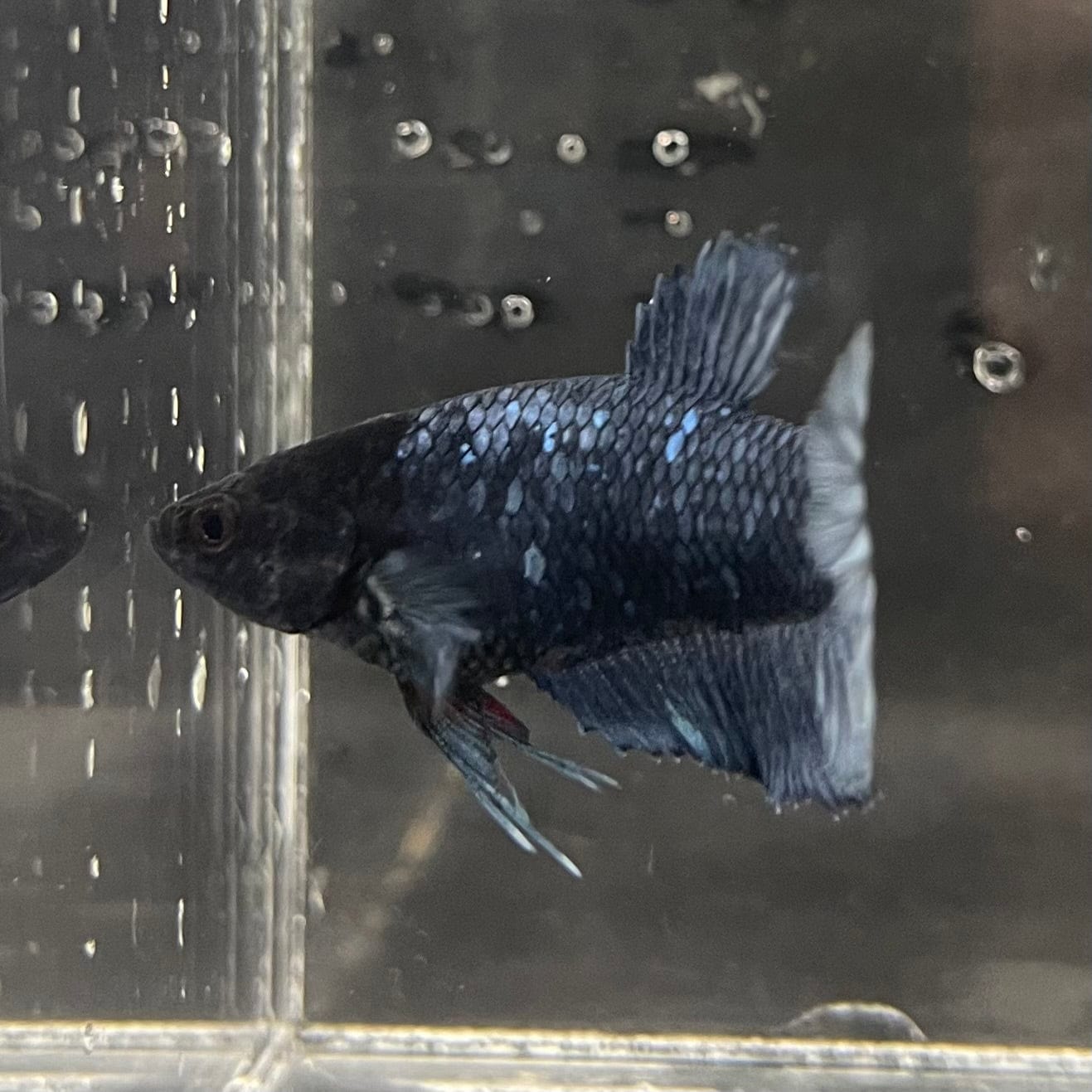 the-fish-farm Female Betta Female Betta - One Only - W Choose your own Female Betta at The Fish Farm Australia