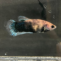 the-fish-farm Female Betta Female Betta - One Only - W Choose your own Female Betta at The Fish Farm Australia