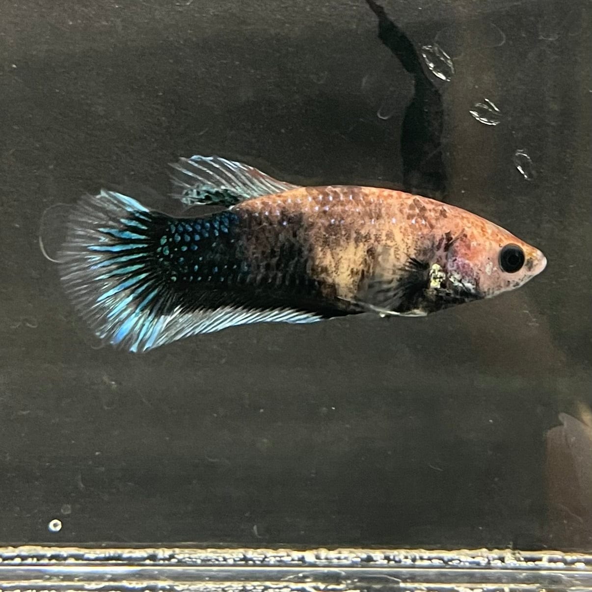 the-fish-farm Female Betta Female Betta - One Only - W Choose your own Female Betta at The Fish Farm Australia