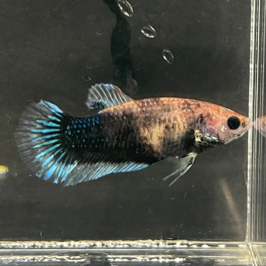 the-fish-farm Female Betta Female Betta - One Only - W Choose your own Female Betta at The Fish Farm Australia