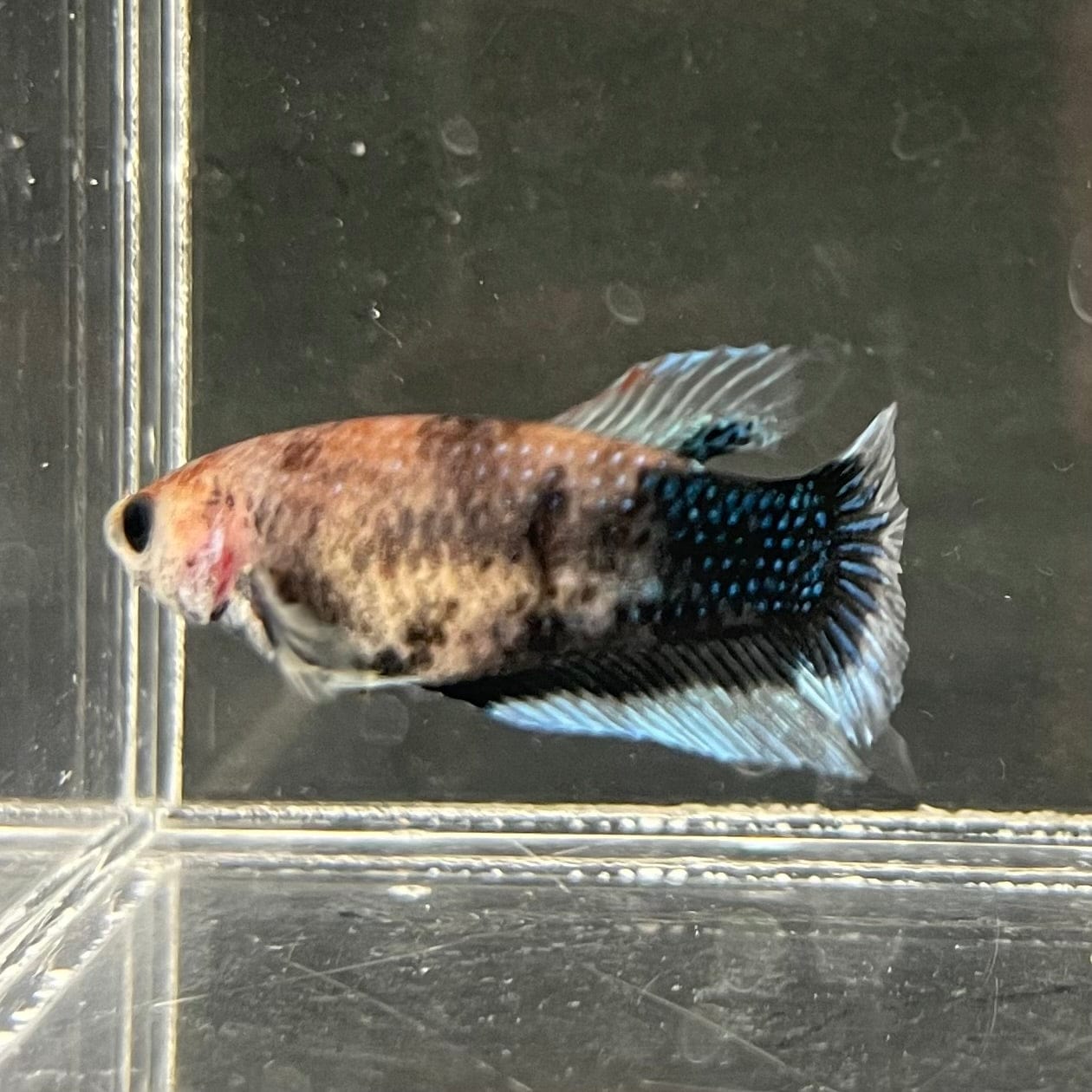 the-fish-farm Female Betta Female Betta - One Only - W Choose your own Female Betta at The Fish Farm Australia