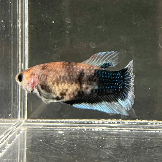 the-fish-farm Female Betta Female Betta - One Only - W Choose your own Female Betta at The Fish Farm Australia