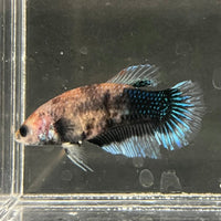 the-fish-farm Female Betta Female Betta - One Only - W Choose your own Female Betta at The Fish Farm Australia