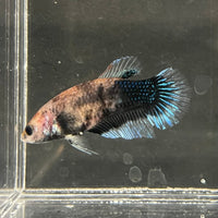 the-fish-farm Female Betta Female Betta - One Only - W Choose your own Female Betta at The Fish Farm Australia
