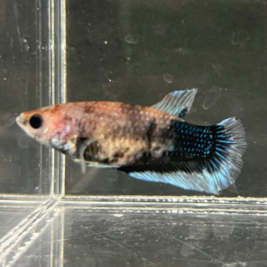 the-fish-farm Female Betta Female Betta - One Only - W Choose your own Female Betta at The Fish Farm Australia