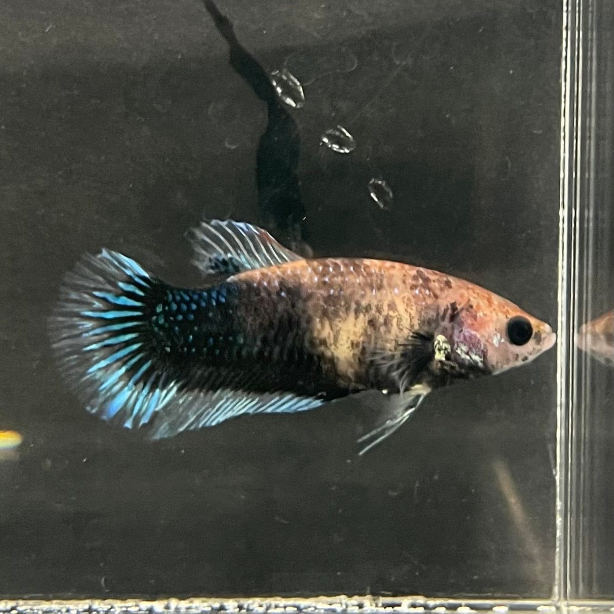 the-fish-farm Female Betta Female Betta - One Only - W Choose your own Female Betta at The Fish Farm Australia