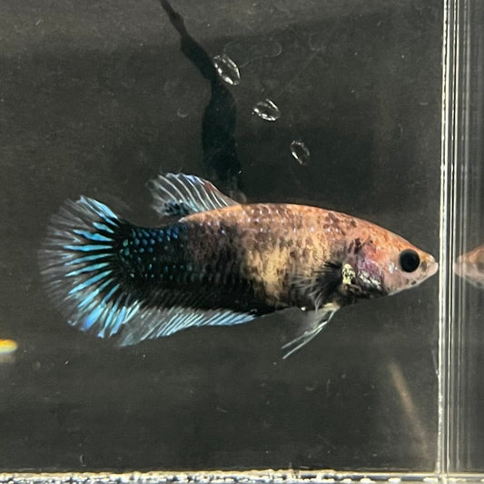 the-fish-farm Female Betta Female Betta - One Only - W Choose your own Female Betta at The Fish Farm Australia