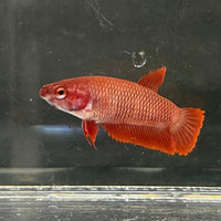 the-fish-farm Female Betta Female Betta - One Only - W Choose your own Female Betta at The Fish Farm Australia