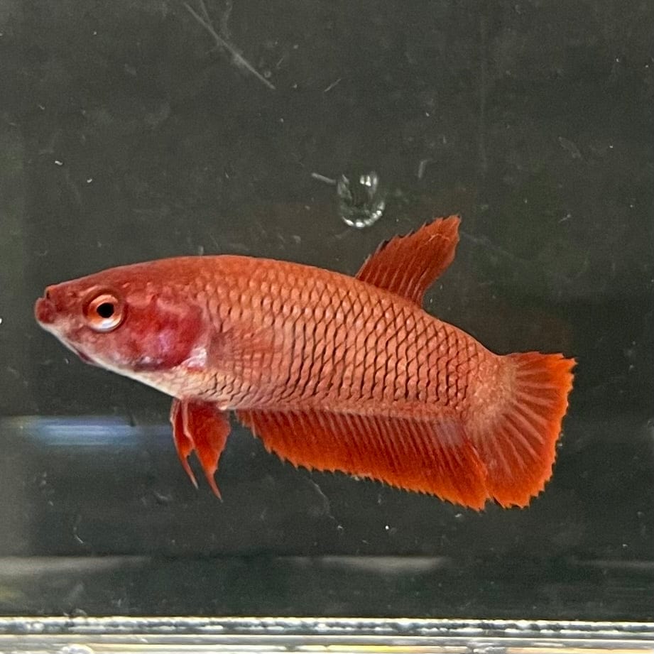 the-fish-farm Female Betta Female Betta - One Only - W Choose your own Female Betta at The Fish Farm Australia
