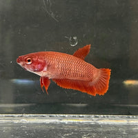 the-fish-farm Female Betta Female Betta - One Only - W Choose your own Female Betta at The Fish Farm Australia