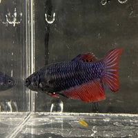 the-fish-farm Female Betta Female Betta - One Only - W Choose your own Female Betta at The Fish Farm Australia
