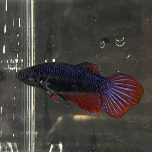 the-fish-farm Female Betta Female Betta - One Only - W Choose your own Female Betta at The Fish Farm Australia