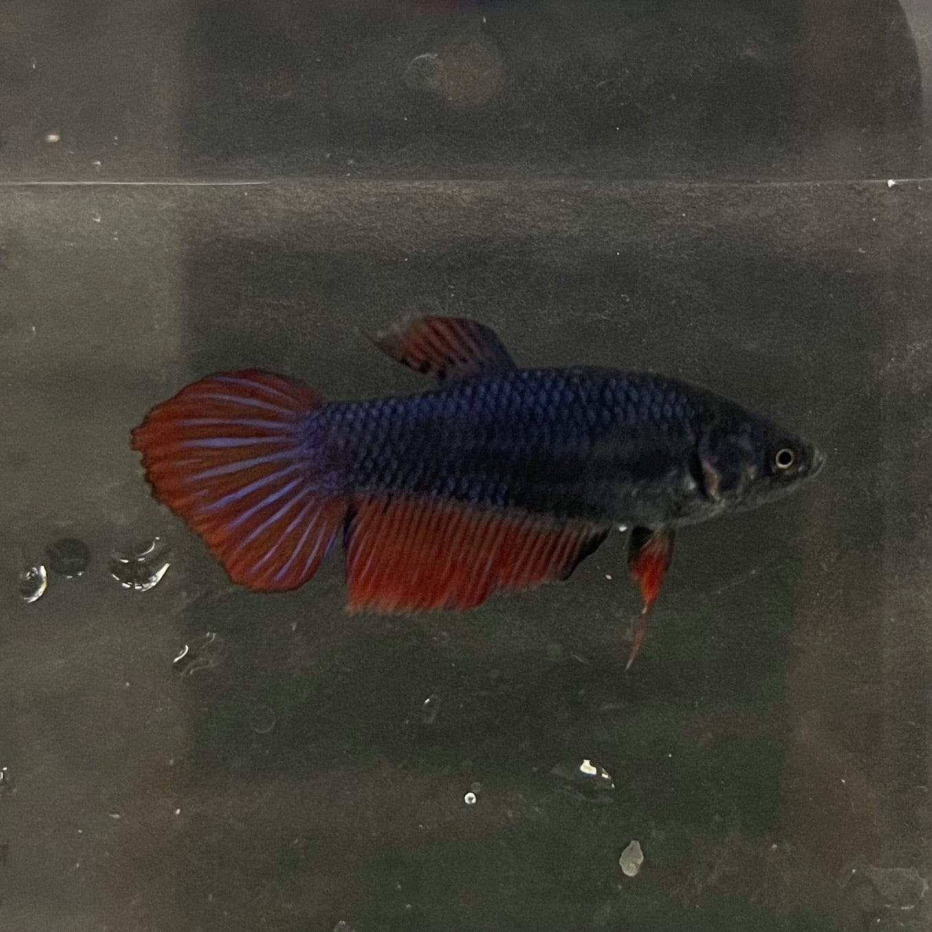 the-fish-farm Female Betta Female Betta - One Only - W Choose your own Female Betta at The Fish Farm Australia