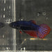 the-fish-farm Female Betta Female Betta - One Only - W Choose your own Female Betta at The Fish Farm Australia
