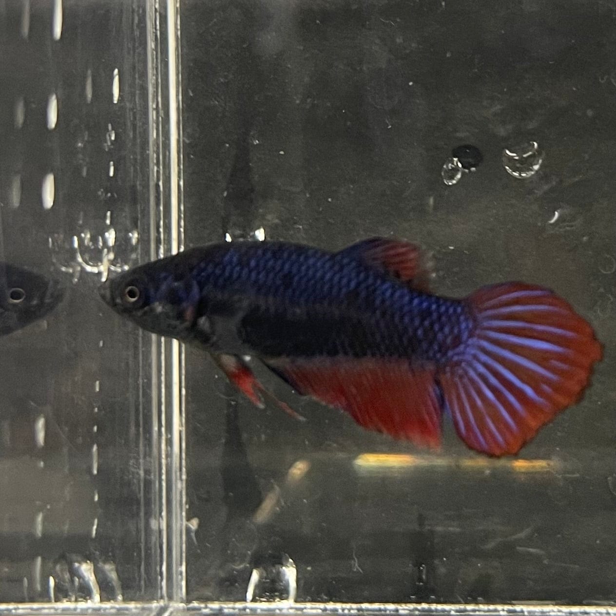 the-fish-farm Female Betta Female Betta - One Only - W Choose your own Female Betta at The Fish Farm Australia