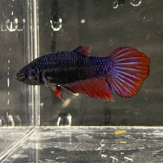 the-fish-farm Female Betta Female Betta - One Only - W Choose your own Female Betta at The Fish Farm Australia