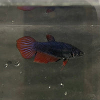 the-fish-farm Female Betta Female Betta - One Only - W Choose your own Female Betta at The Fish Farm Australia