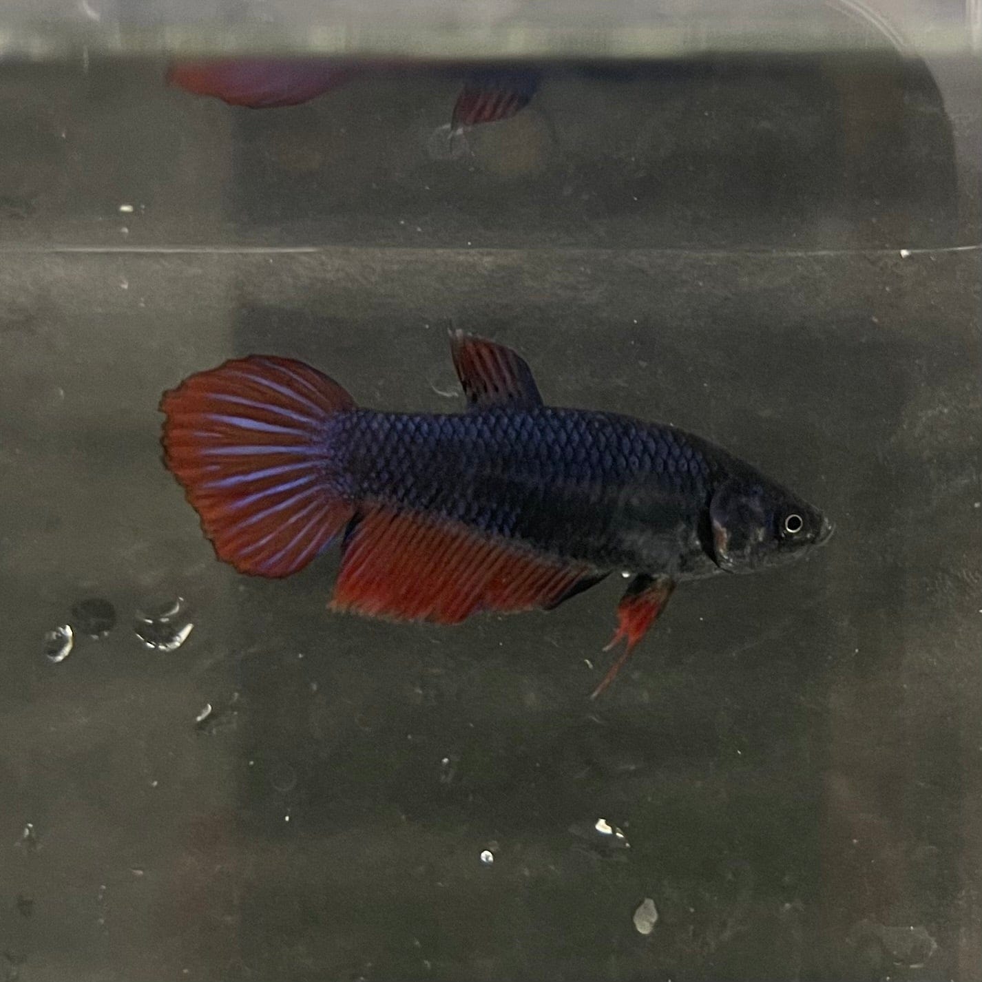 the-fish-farm Female Betta Female Betta - One Only - W Choose your own Female Betta at The Fish Farm Australia