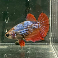 the-fish-farm Female Betta Female Betta - One Only - W Choose your own Female Betta at The Fish Farm Australia