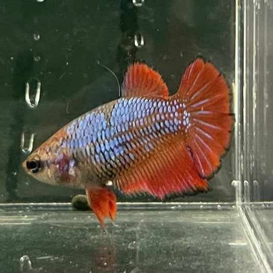 the-fish-farm Female Betta Female Betta - One Only - W Choose your own Female Betta at The Fish Farm Australia