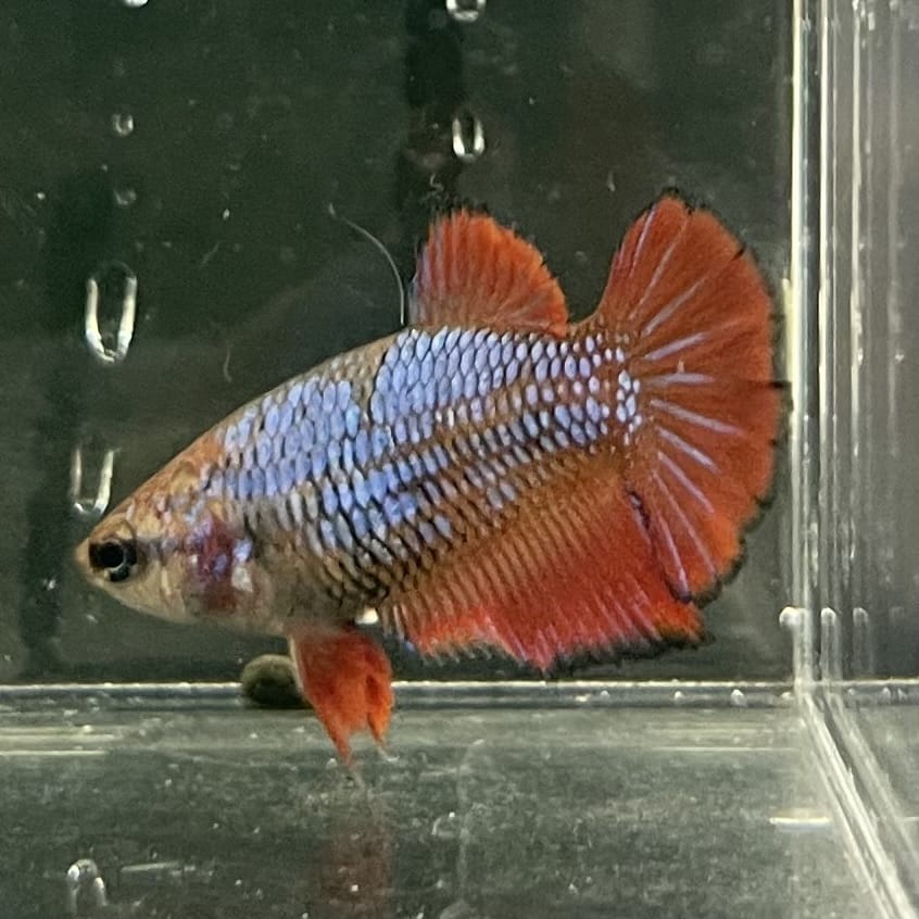 the-fish-farm Female Betta Female Betta - One Only - W Choose your own Female Betta at The Fish Farm Australia