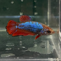 the-fish-farm Female Betta Female Betta - One Only - W Choose your own Female Betta at The Fish Farm Australia