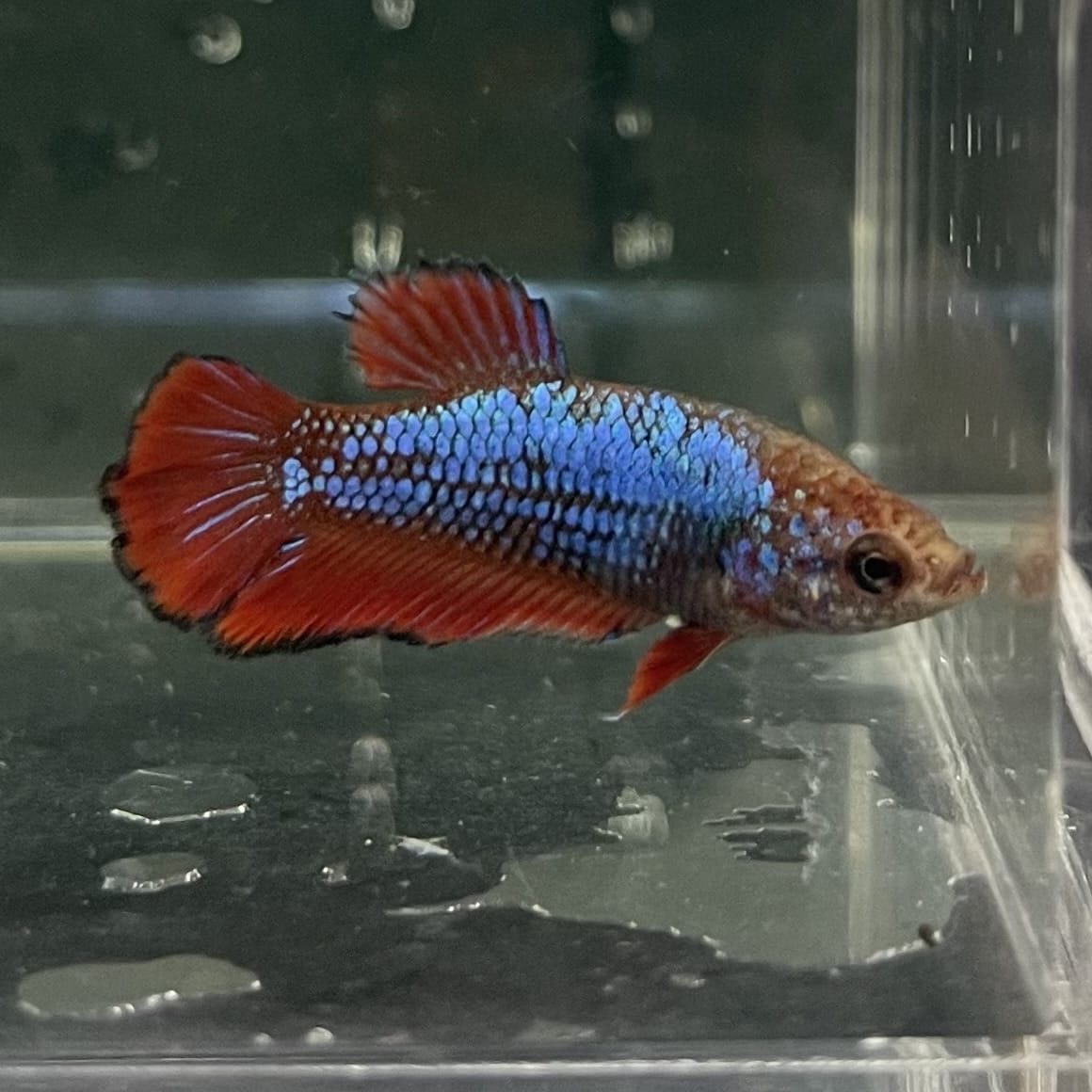 the-fish-farm Female Betta Female Betta - One Only - W Choose your own Female Betta at The Fish Farm Australia