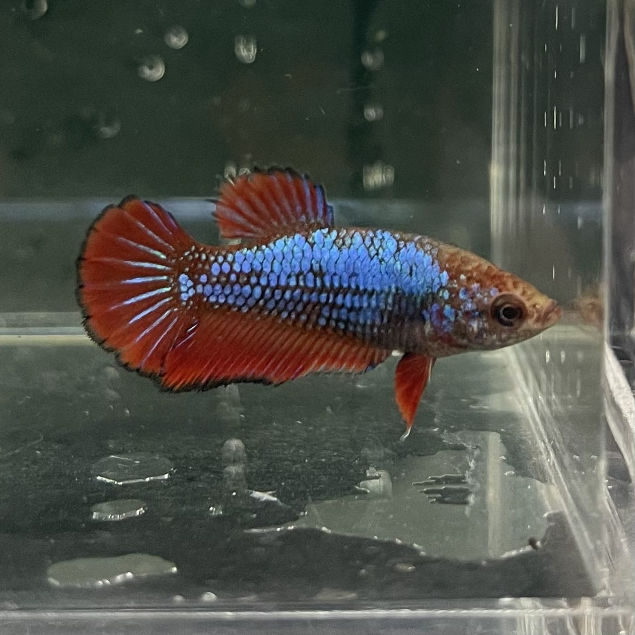 the-fish-farm Female Betta Female Betta - One Only - W Choose your own Female Betta at The Fish Farm Australia