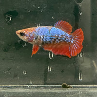 the-fish-farm Female Betta Female Betta - One Only - W Choose your own Female Betta at The Fish Farm Australia
