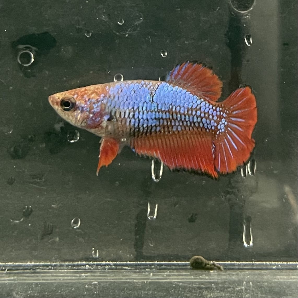 the-fish-farm Female Betta Female Betta - One Only - W Choose your own Female Betta at The Fish Farm Australia
