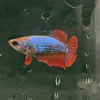 the-fish-farm Female Betta Female Betta - One Only - W Choose your own Female Betta at The Fish Farm Australia