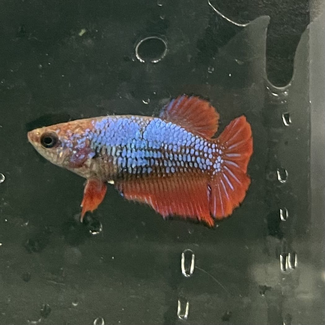 the-fish-farm Female Betta Female Betta - One Only - W Choose your own Female Betta at The Fish Farm Australia