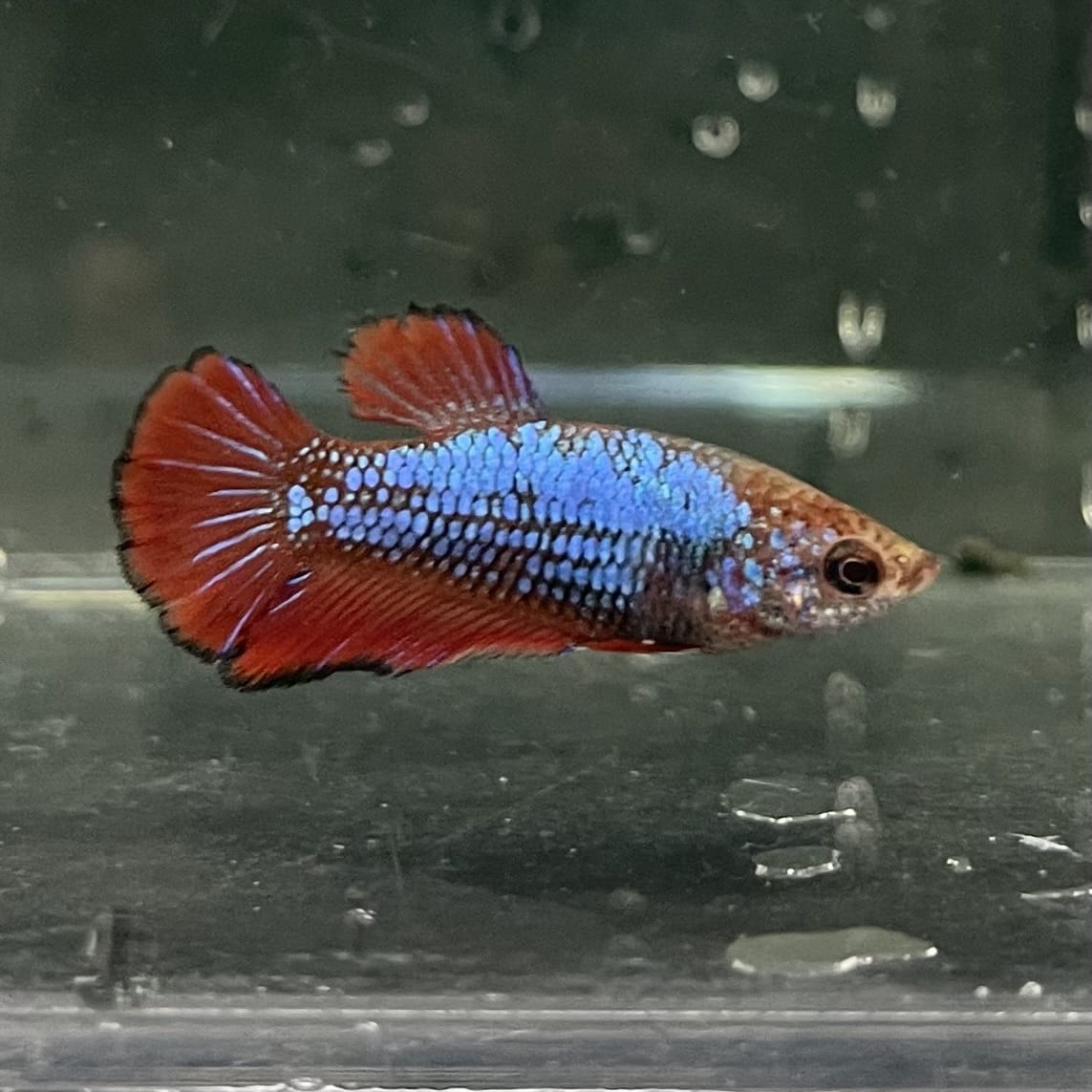 the-fish-farm Female Betta Female Betta - One Only - W Choose your own Female Betta at The Fish Farm Australia