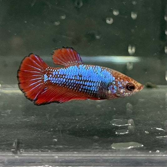 the-fish-farm Female Betta Female Betta - One Only - W Choose your own Female Betta at The Fish Farm Australia