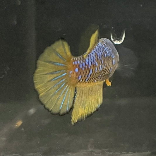 the-fish-farm Female Betta Female Betta - One Only - W Choose your own Female Betta at The Fish Farm Australia