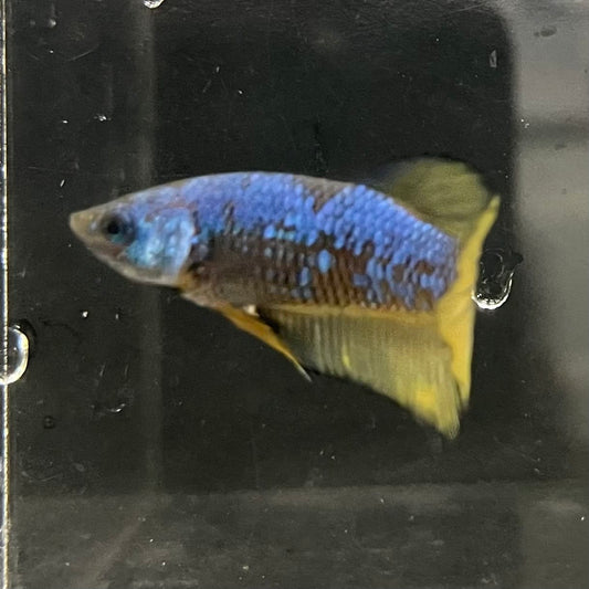 the-fish-farm Female Betta Female Betta - One Only - W Choose your own Female Betta at The Fish Farm Australia
