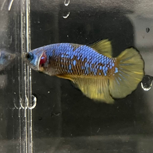 the-fish-farm Female Betta Female Betta - One Only - W Choose your own Female Betta at The Fish Farm Australia