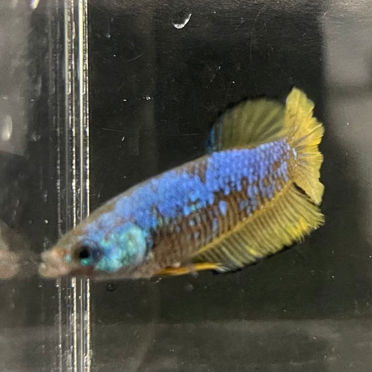 the-fish-farm Female Betta Female Betta - One Only - W Choose your own Female Betta at The Fish Farm Australia