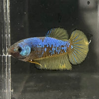 the-fish-farm Female Betta Female Betta - One Only - W Choose your own Female Betta at The Fish Farm Australia